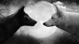 Immagine personale